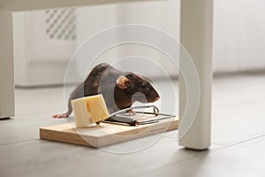 Rat and mousetrap with cheese. Pest control