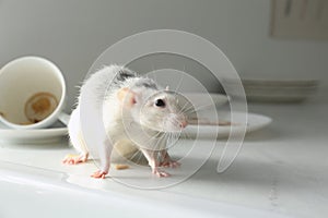Rat near dishes on table indoors. Pest control