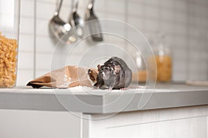 Rat near gnawed bag of flour on kitchen. Household pest