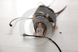 Rat near gnawed cable. Pest control