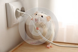 Rat near power socket. Pest control