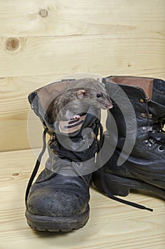 Rat and old military boots.