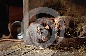 Rat in an old wooden barn