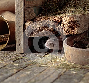 Rat in an old wooden barn