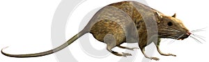 Rat Pest Rodent Isolated Illustration photo