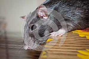 Rat pet