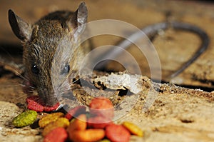 Rat pilfer eat feed