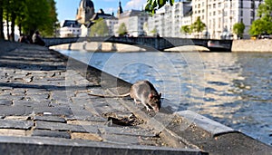 Rat plague in a city