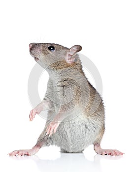 Rat posing on a white background