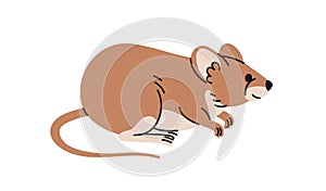 Rat profile. Brown house mouse. Cute rodent pet, side view. Pest, wild nature fauna, mammal with tail. Flat vector
