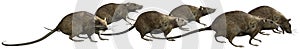 Rat, Rats, Running, isolated Illustration photo