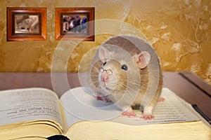 Rat reading book