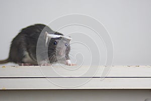 Rat with reading glasses. rat bureaucrat. brilliant pets. smart rat