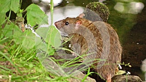 Rat rodent lake shore green leaves
