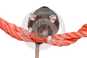 Rat on a rope