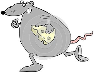 Rat running with a slice of Swiss cheese