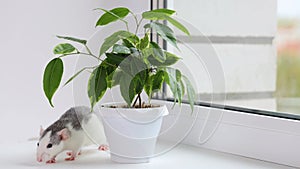 A rat runs next to a pot with a houseplant. Rodent on a white sill near the window