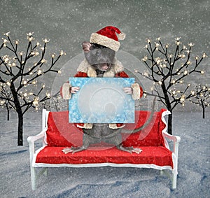 Rat in Santa Claus hat on bench