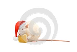 Rat in santa hat and cheese on white background
