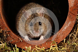 A rat sat inside a drainpipe