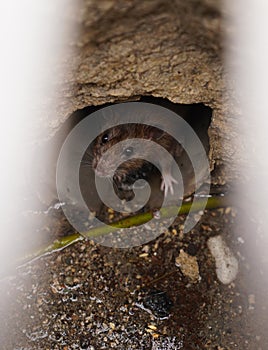 Rat on a sewer could bee seen from drain grate
