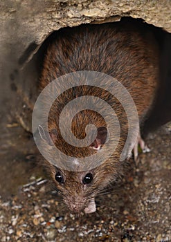 Rat on a sewer could bee seen from drain grate