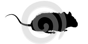 rat silhouette - vector illustration