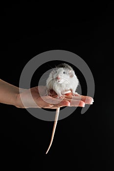 The rat sits on the palm of your hand. Colored mouse isolated on a black background. Place for inscription and heading