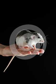 The rat sits on the palm of your hand. Colored mouse isolated on a black background. Place for inscription and heading