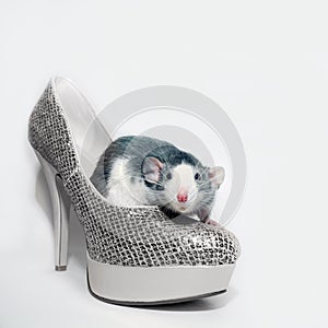 The rat sits in the Shoe