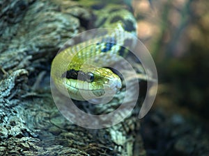 Rat snake