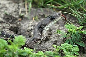 Rat Snake