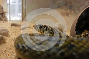 Rat Snake in the cage