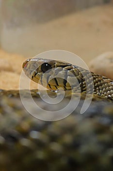 Rat Snake in the cage