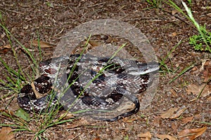 Rat snake coiled in natural setting