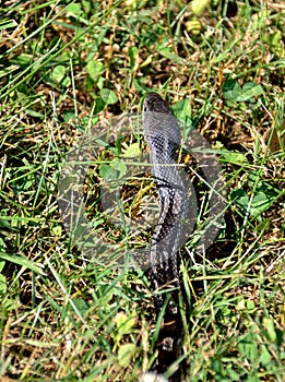 Rat snake crawling through the grass