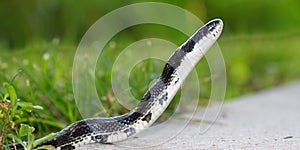 Rat Snake Elaphe obsoleta