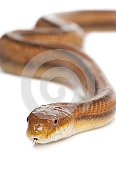 Rat snake - elaphe obsoleta (4 years old) photo