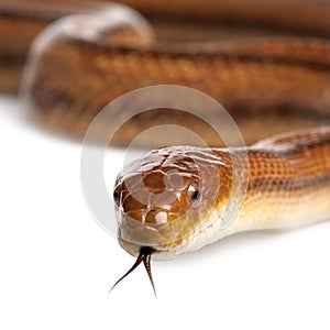 Rat snake - elaphe obsoleta (4 years old) photo