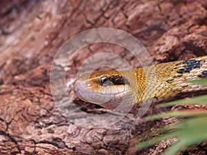 Rat snake (Elaphe taeniura)