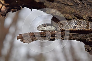 Rat snake