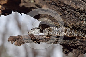 Rat snake