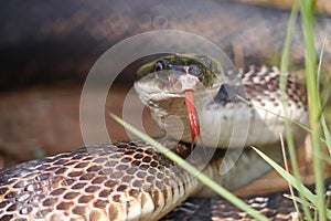 Rat snake