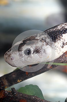 Rat snake - Phantherophis obsoleta - resting on a branch photo