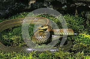 Rat Snake, ptyas dhumnades