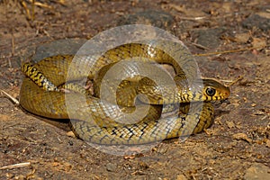 Rat snake, Ptyas mucosa , Aarey Milk Colony , INDIA