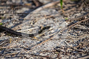 A rat snake slithers along the ground in the afternoon.