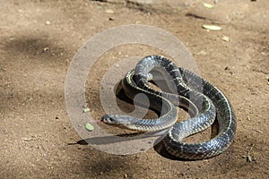 Rat snake