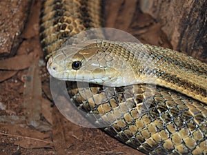 Yellow Rat Snake Pantherophis Obsoleta Quadrivittata