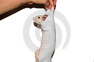 Rat in sock